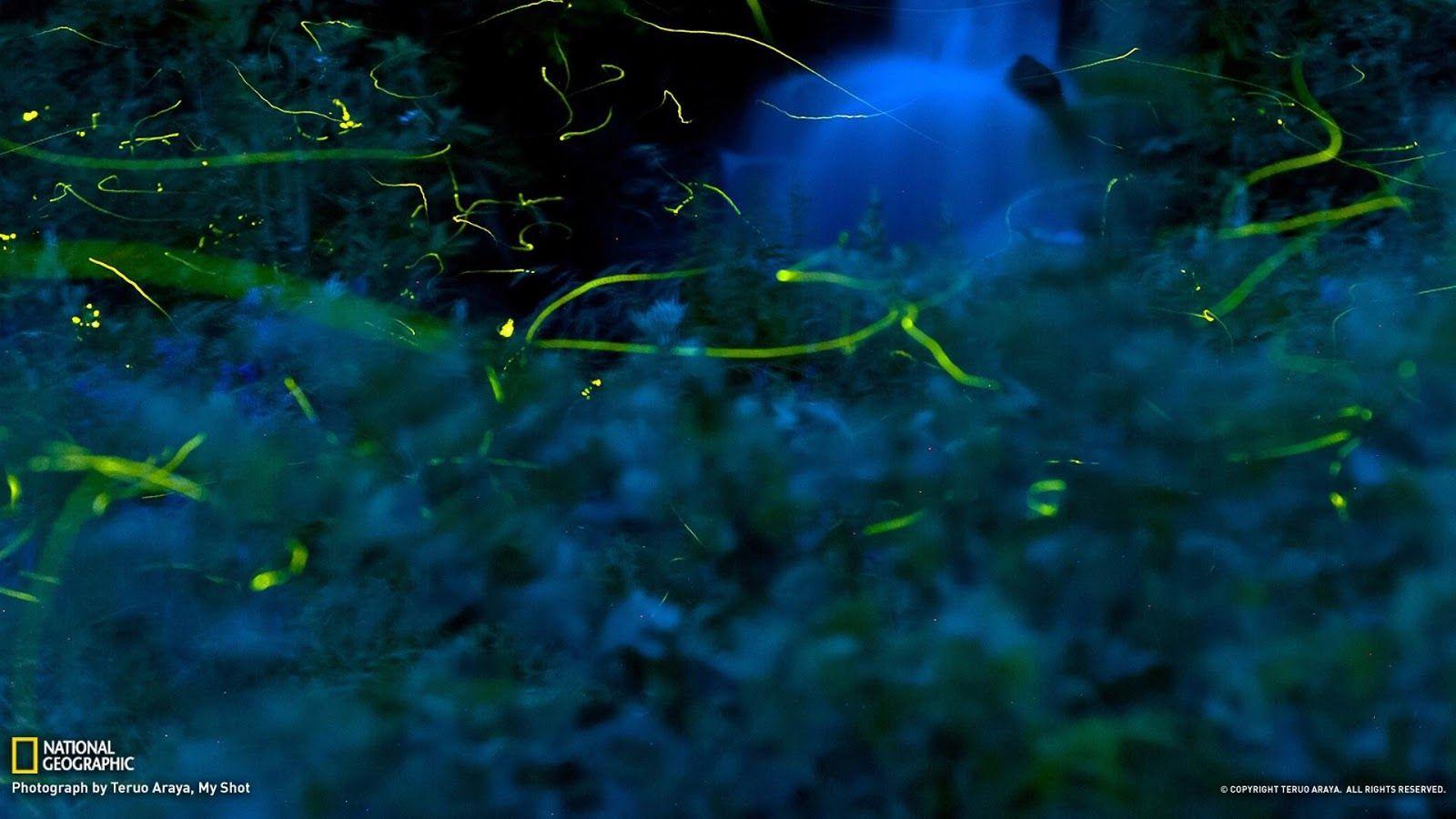 1600x900 Free download Unique Wallpaper 100 Most Famous National Geographic HD Wallpaper [1600x900] for your Desktop, Mobile & Tablet. Explore Nat Geo Wallpaper HD. National Geographic Wallpaper Free