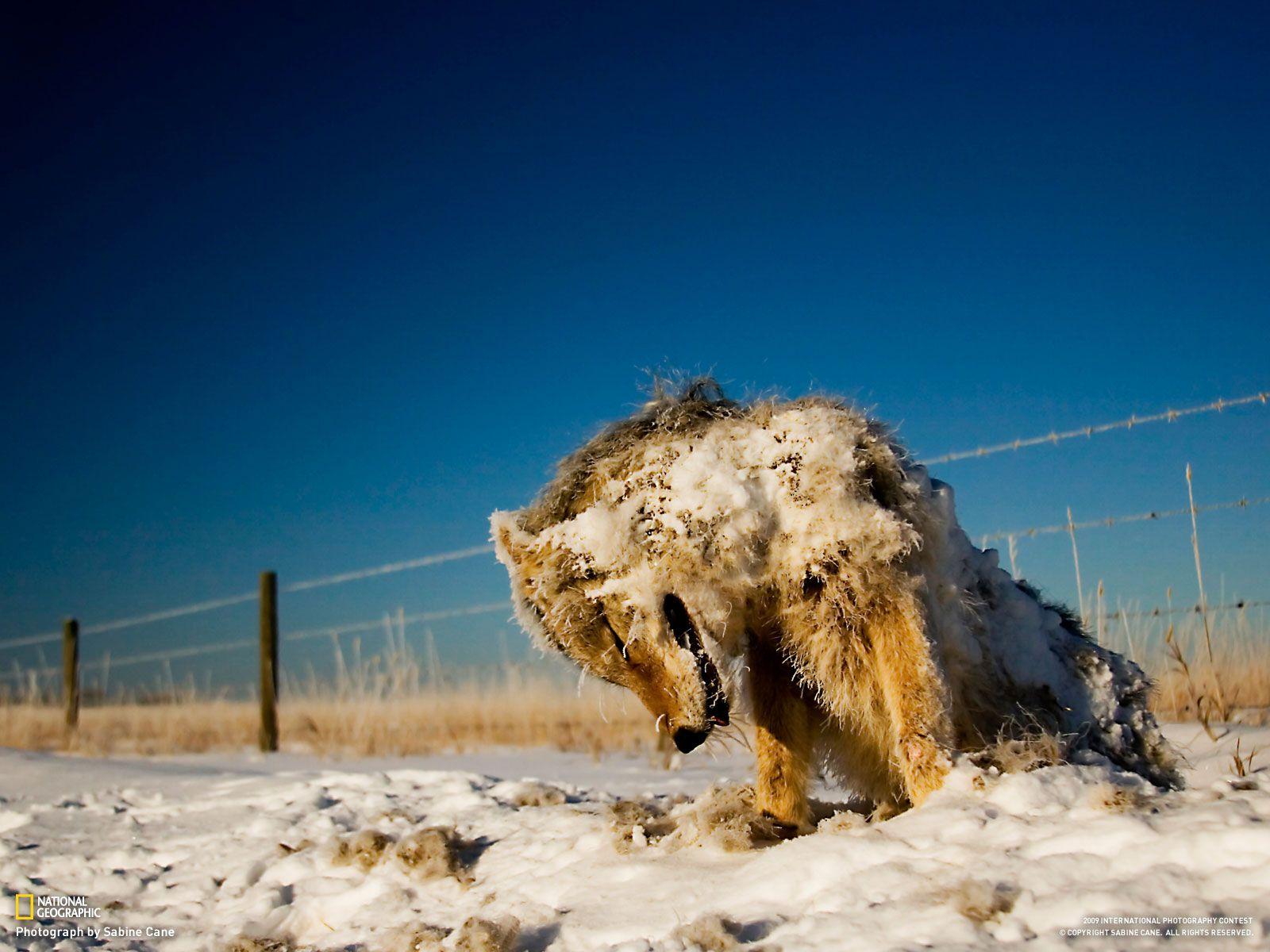 1600x1200 NAT GEO ANIMAL_32