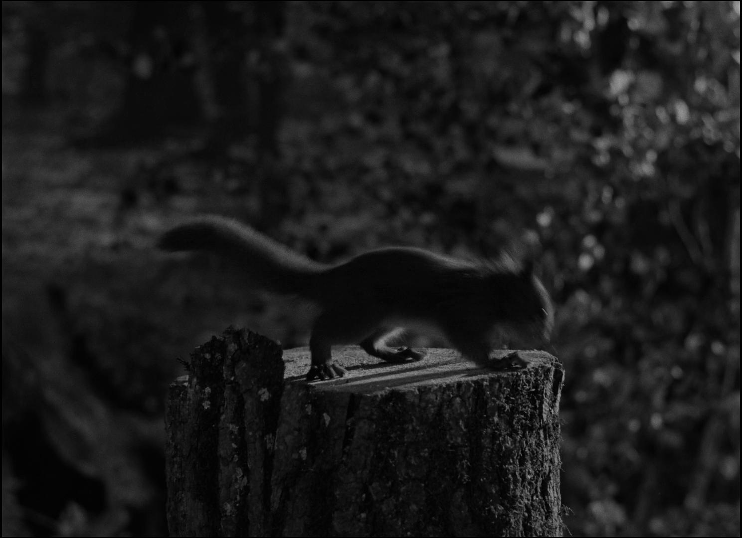 1488x1080 The Seventh Seal (1957)