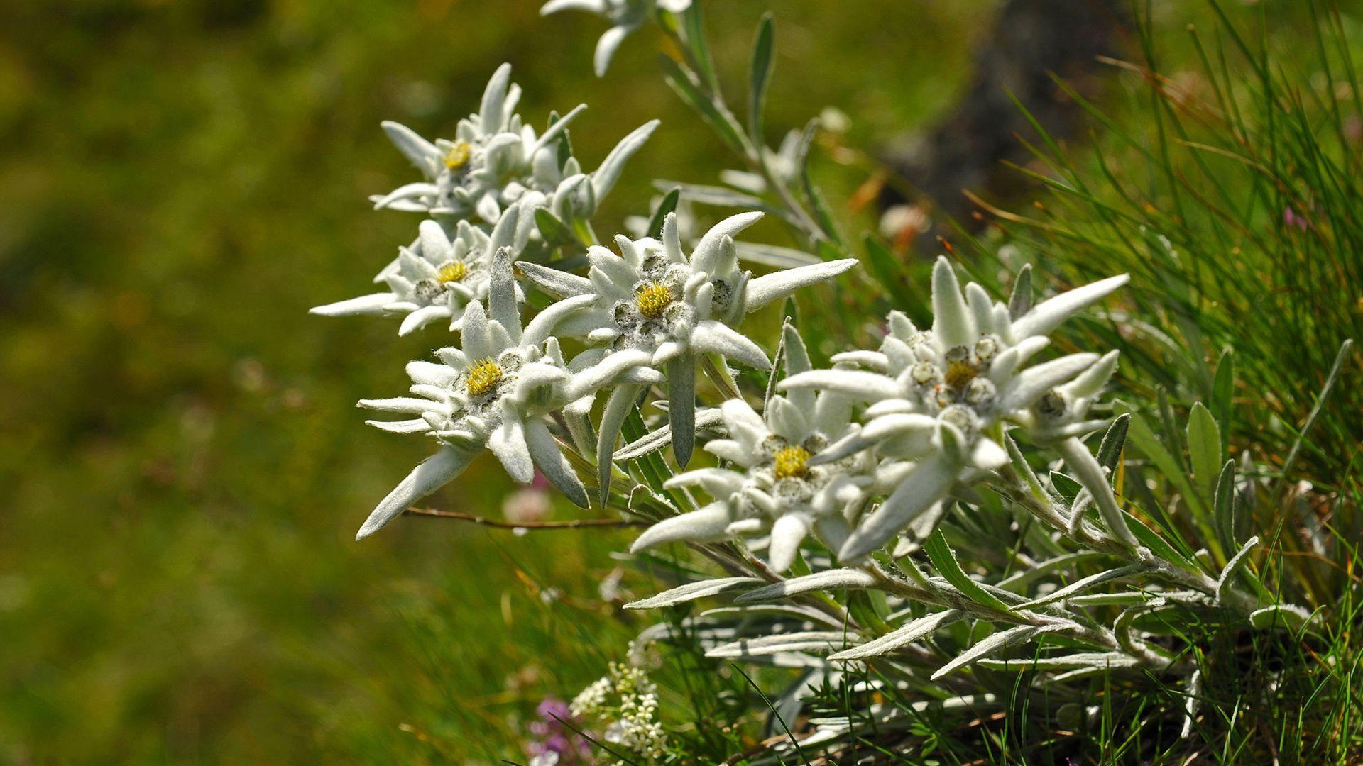 Edelweiss Wallpapers Top Free Edelweiss Backgrounds Wallpaperaccess