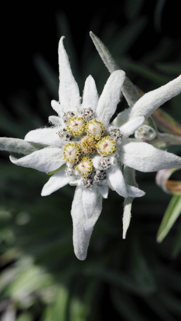 Edelweiss Wallpapers Top Free Edelweiss Backgrounds Wallpaperaccess