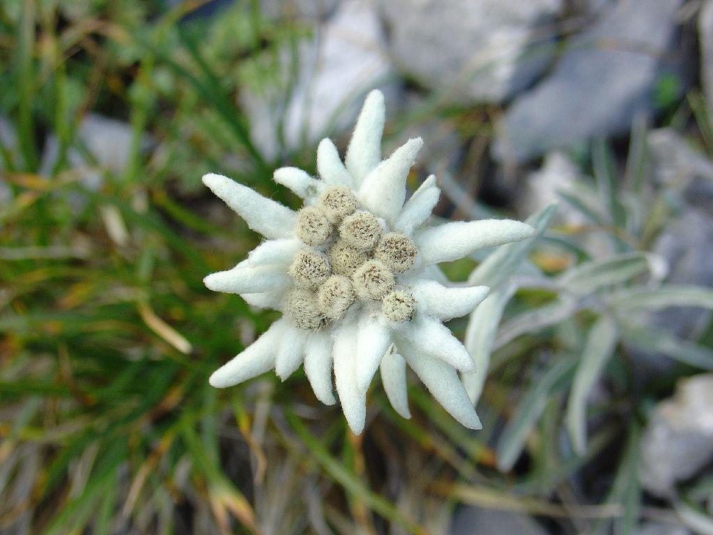 Edelweiss Wallpapers - Top Free Edelweiss Backgrounds - WallpaperAccess
