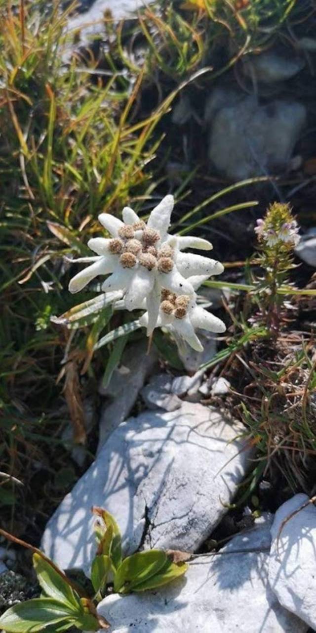 Edelweiss Wallpapers - Top Free Edelweiss Backgrounds - WallpaperAccess