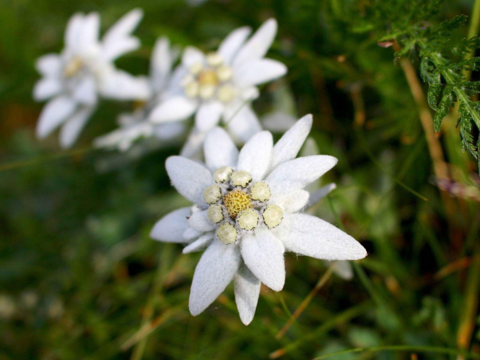 Edelweiss Wallpapers Top Free Edelweiss Backgrounds WallpaperAccess