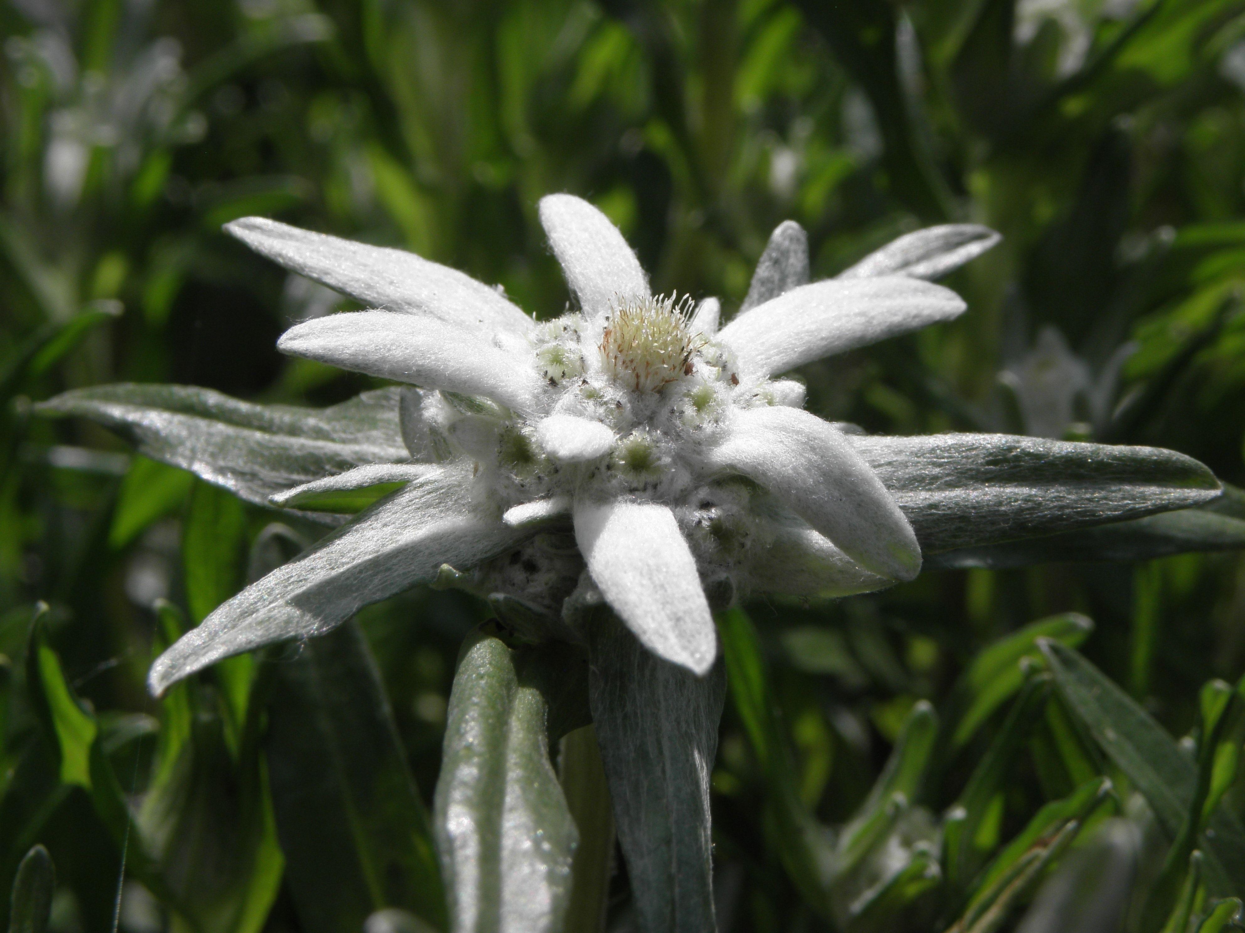 Edelweiss Wallpapers - Top Free Edelweiss Backgrounds - WallpaperAccess