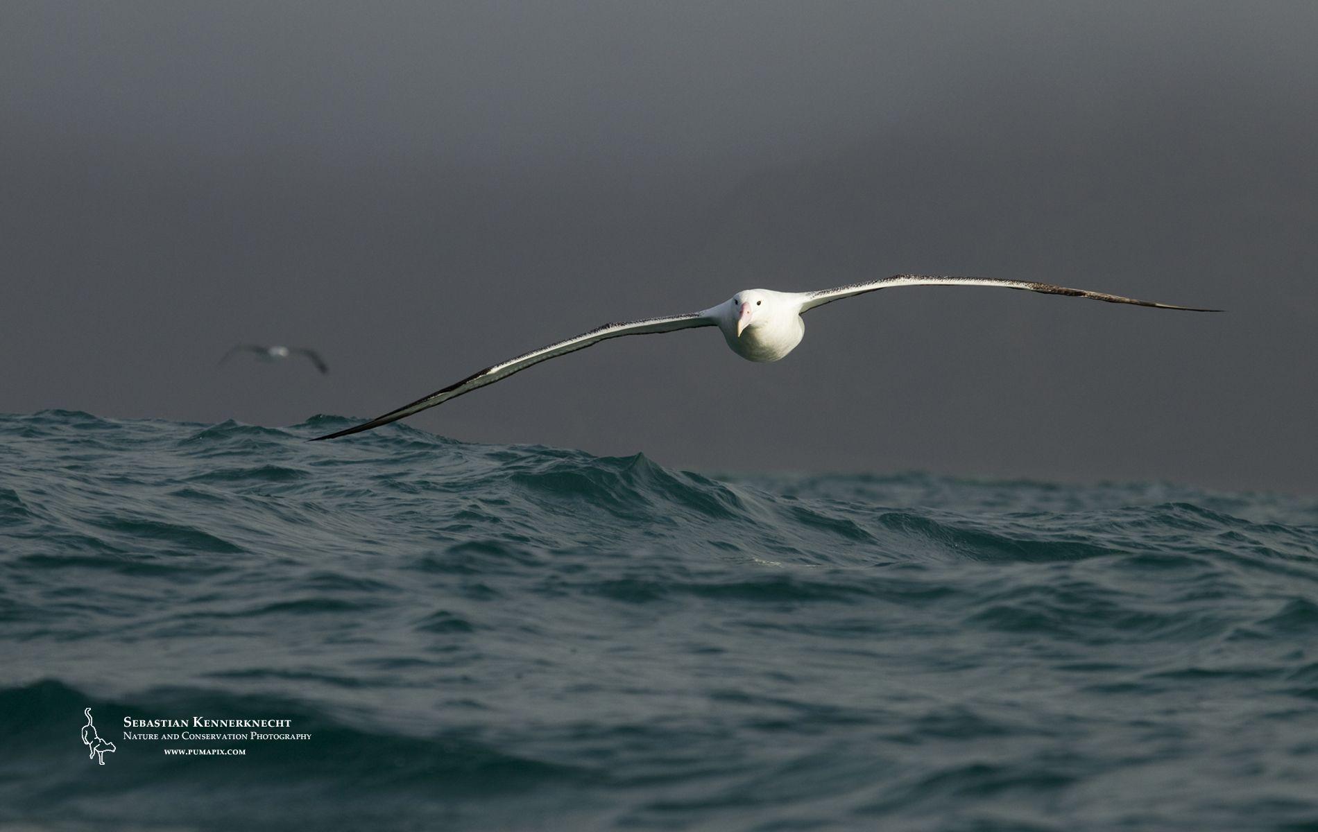 1900x1200 Free Royal Albatross Wallpaper Kennerknecht PhotographySebastian Kennerknecht Photography
