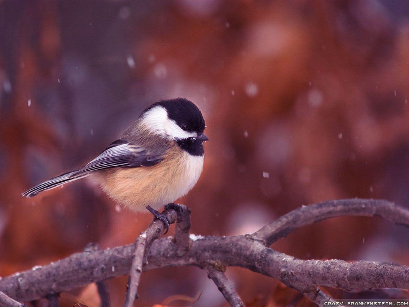 1600x1200 Winter Birds wallpaper