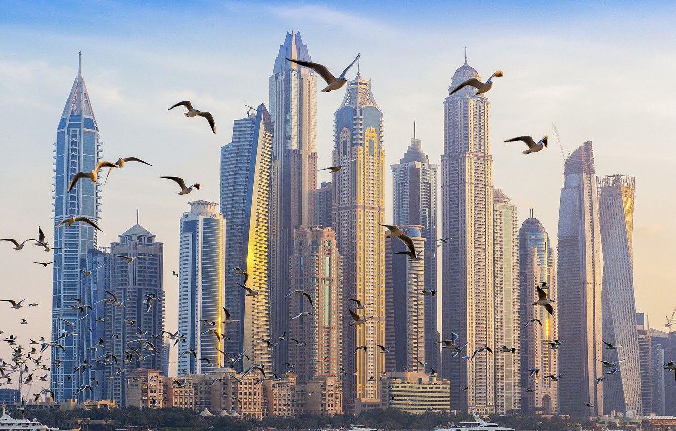 1332x850 Wallpaper seagulls, home, Dubai, Palm Jumeirah image for desktop, section город