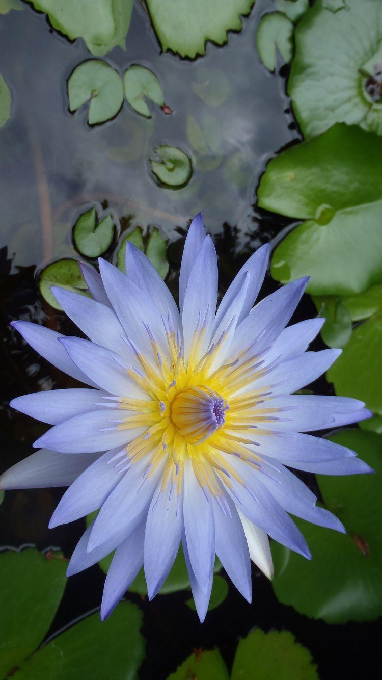 750x1334 iPhone 6 Wallpaper With Nature Lotus Flower Photo HD iPhone 6 HD HD Wallpaper