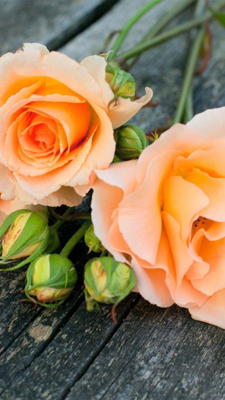 750x1334 Orange Rose Flowers 750x1334 IPhone 8 7 6 6S Wallpaper, Background, Picture, Image
