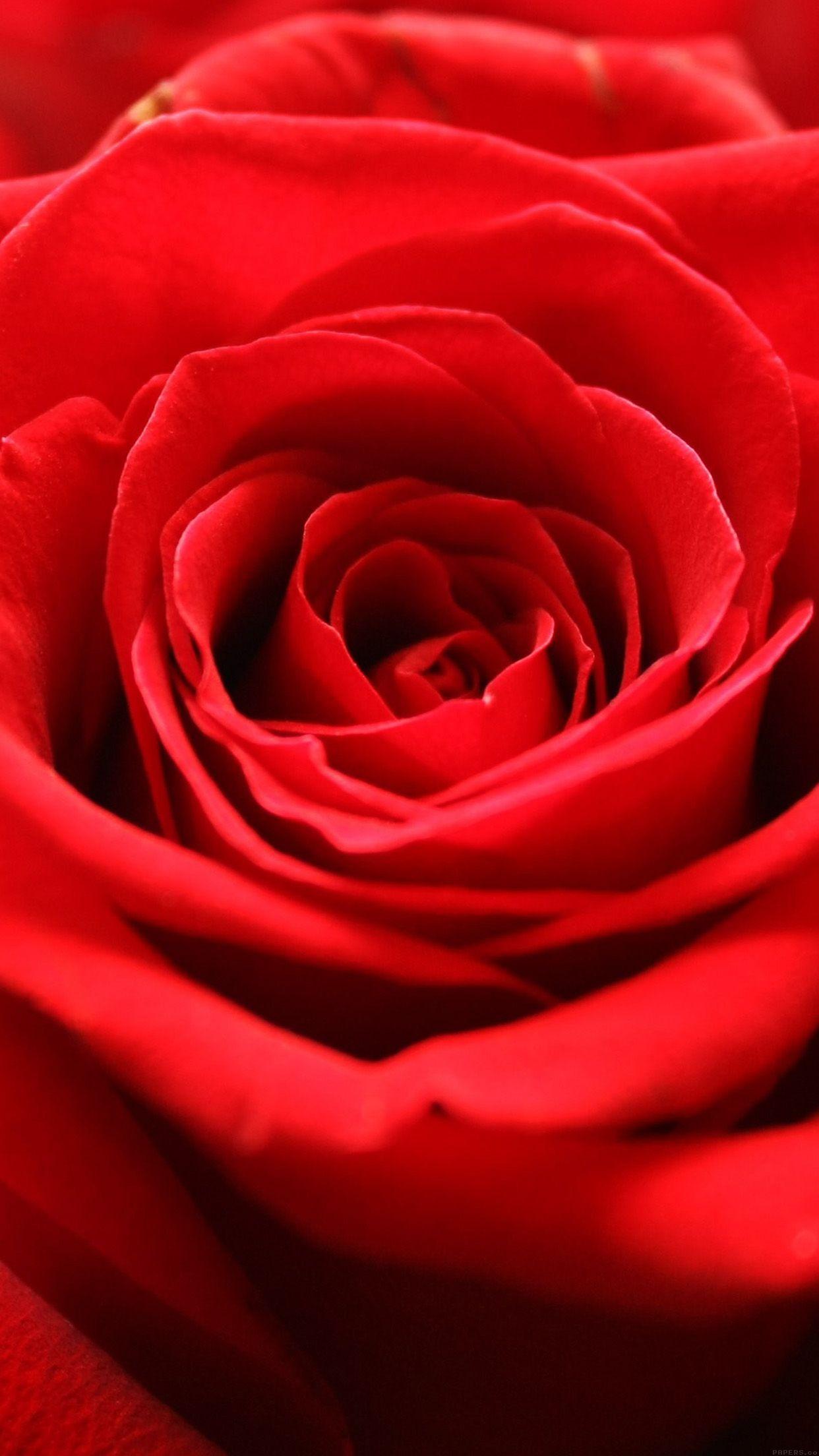 1242x2208 iPhone wallpaper. rose flower red nature