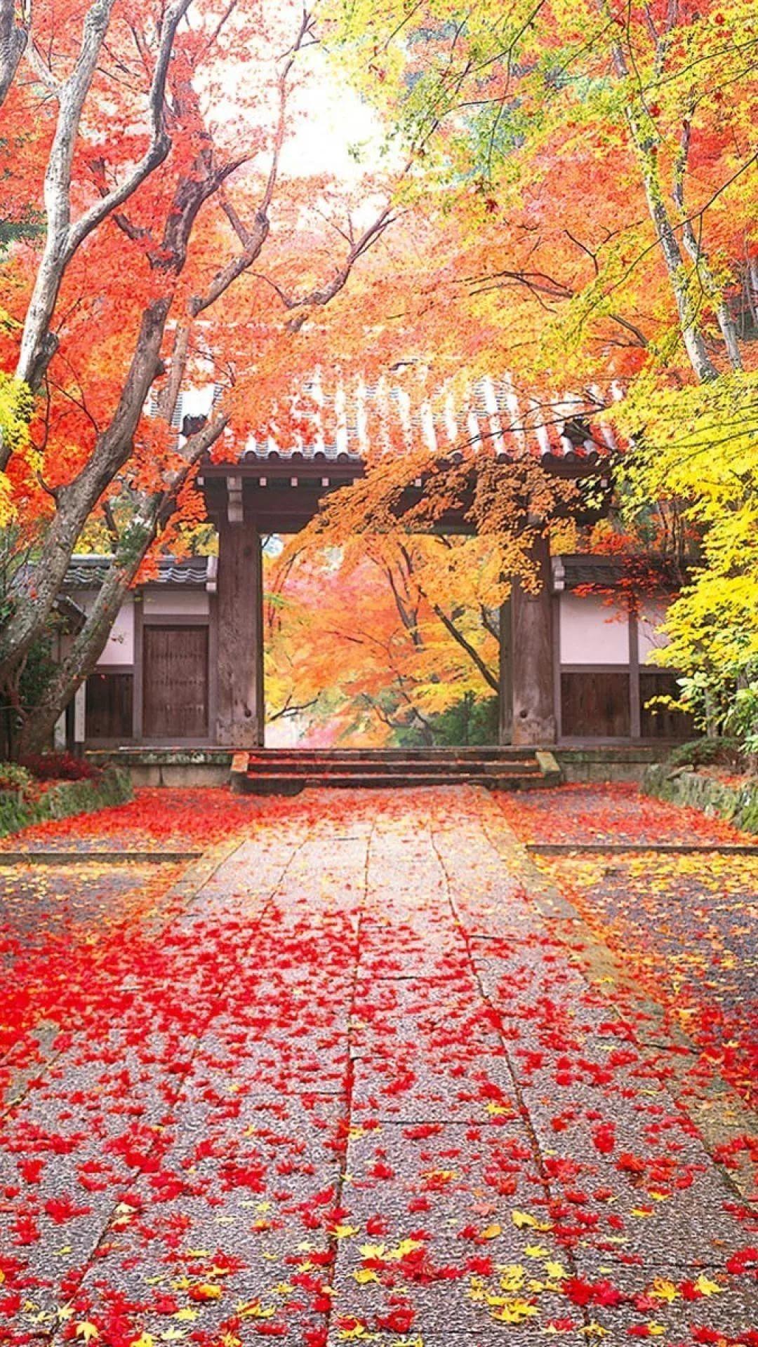 1080x1920 Japanese iPhone Wallpaper