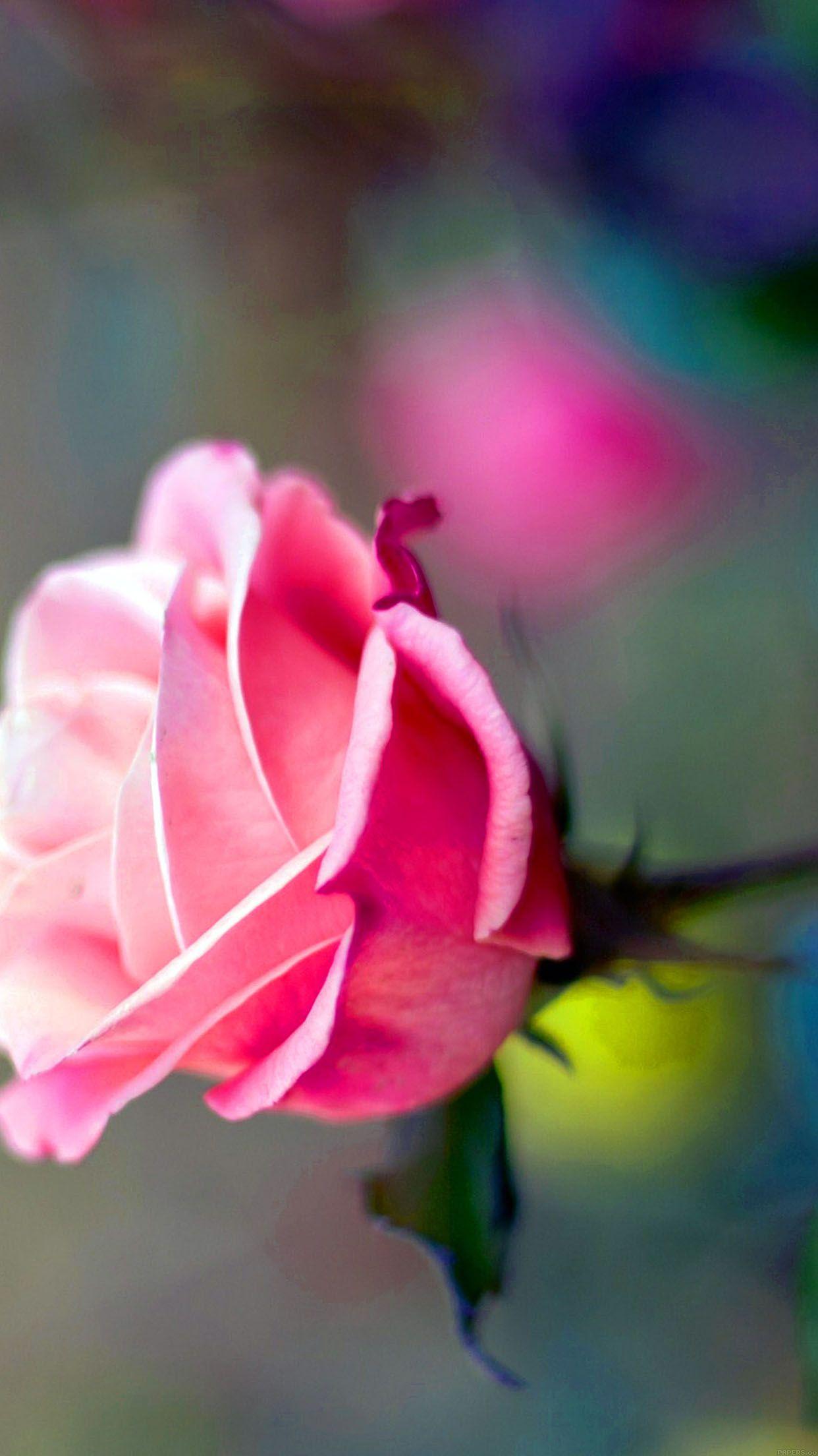Rose Flowers iPhone 6 Wallpapers Top Free Rose Flowers iPhone 6
