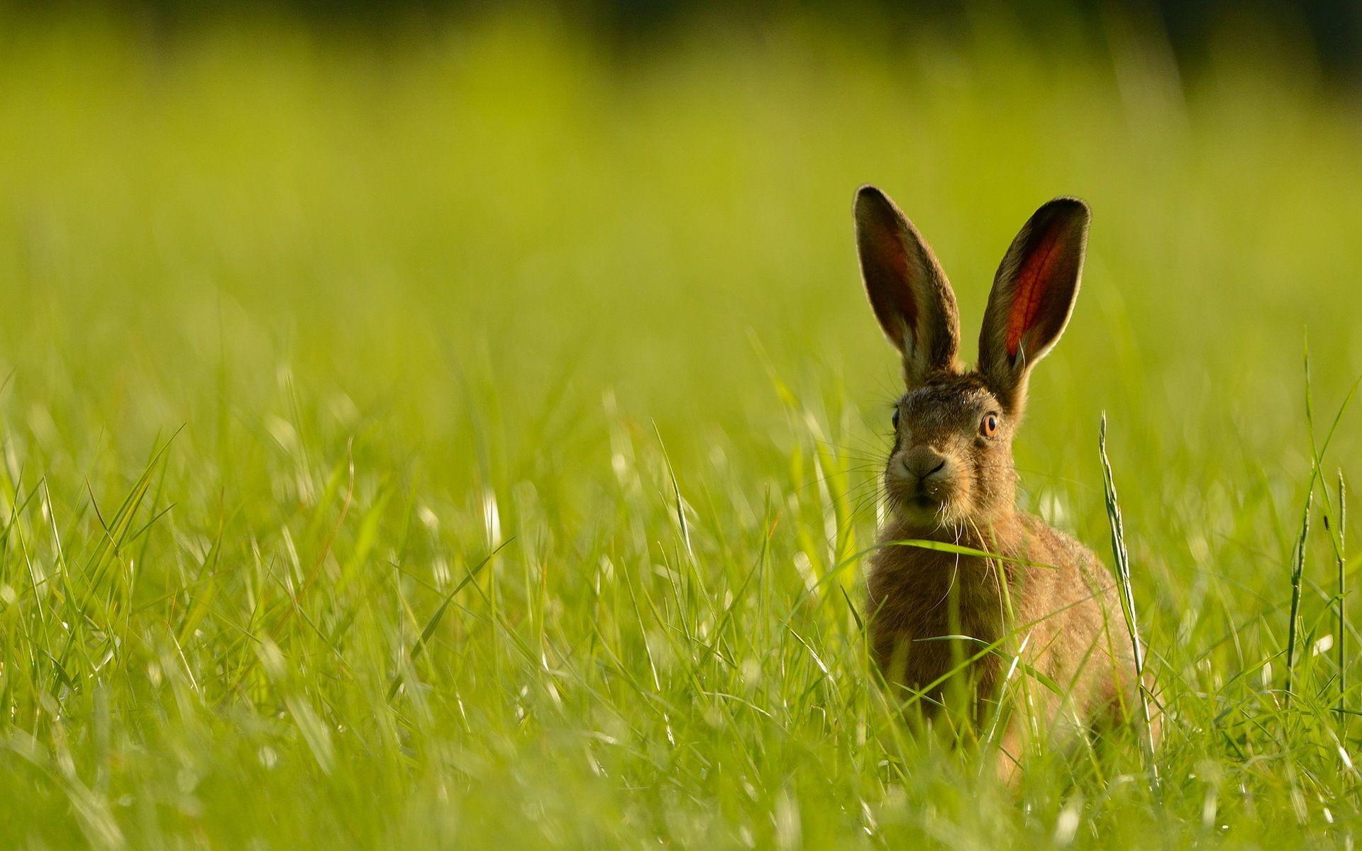 Hare Wallpapers - Top Free Hare Backgrounds - WallpaperAccess