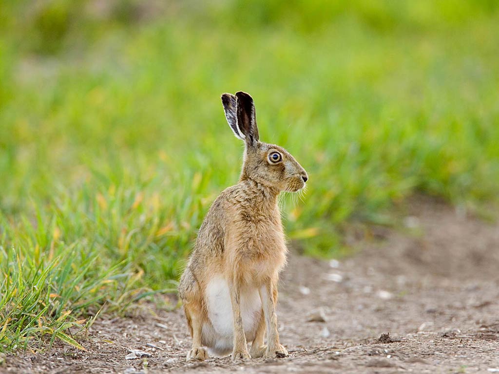 1024x768 Hares Wallpaper