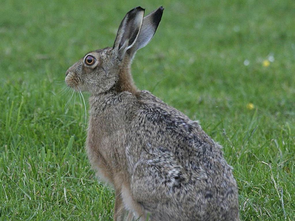 1024x768 Hare Wallpaper