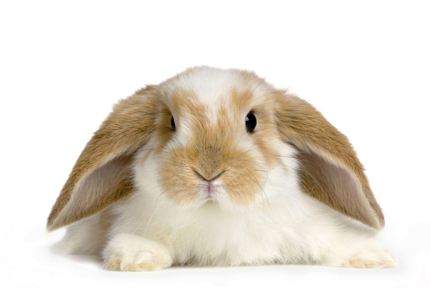 1642x1169 Rabbit wallpaper, Animal, HQ Rabbit pictureK Wallpaper 2019