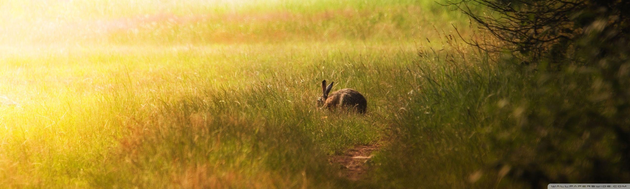 2560x768 Hare Glade Ultra HD Desktop Background Wallpaper for 4K UHD TV : Multi Display, Dual Monitor : Tablet