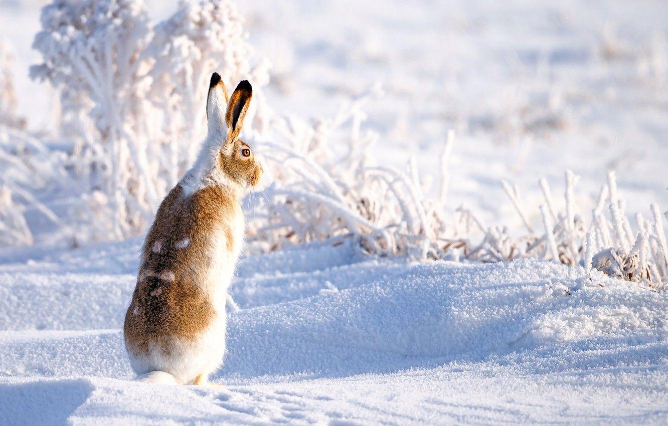 1332x850 Hares Wallpaper FREE Picture