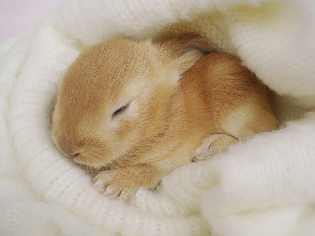1024x768 Picture Of Baby Bunnies HD 1080P 12 HD Wallpaper Hedge Rabbit RescueBrambley Hedge Rabbit Rescue