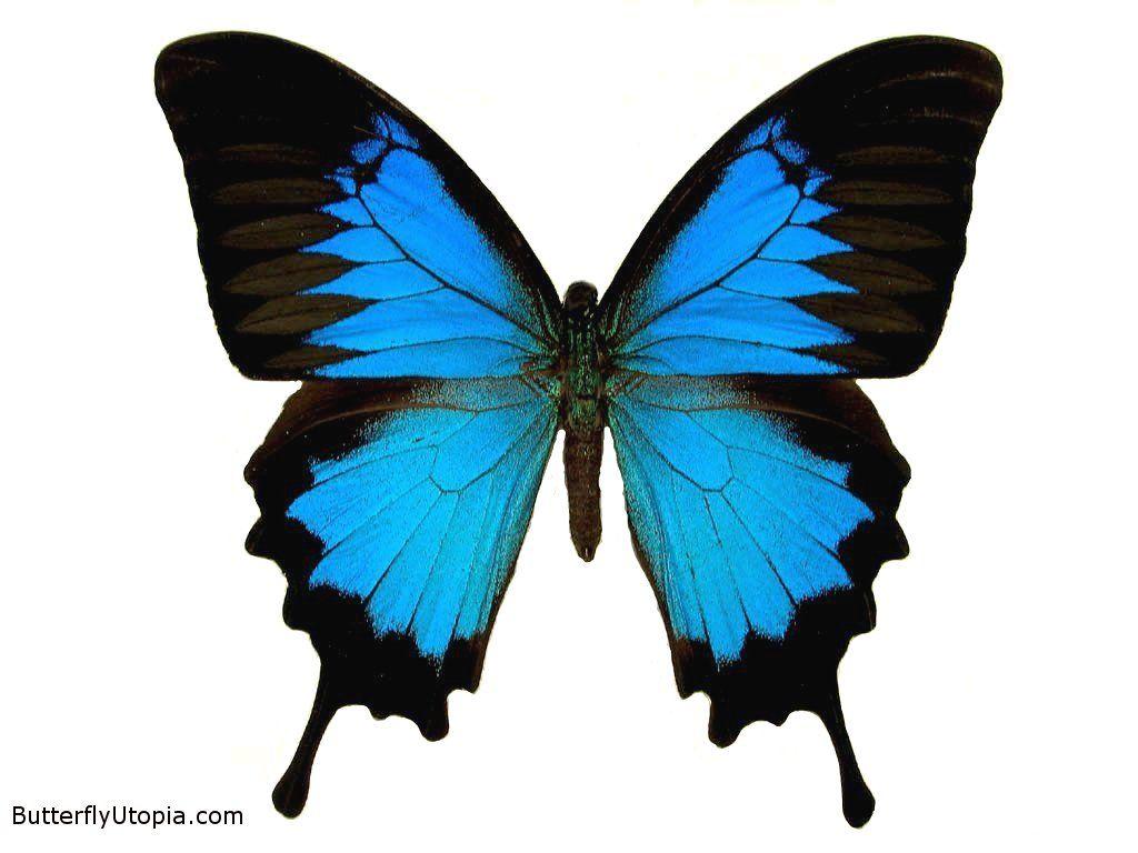 1024x768 Funny wallpaper. HD wallpaper: Blue butterflies wallpaper