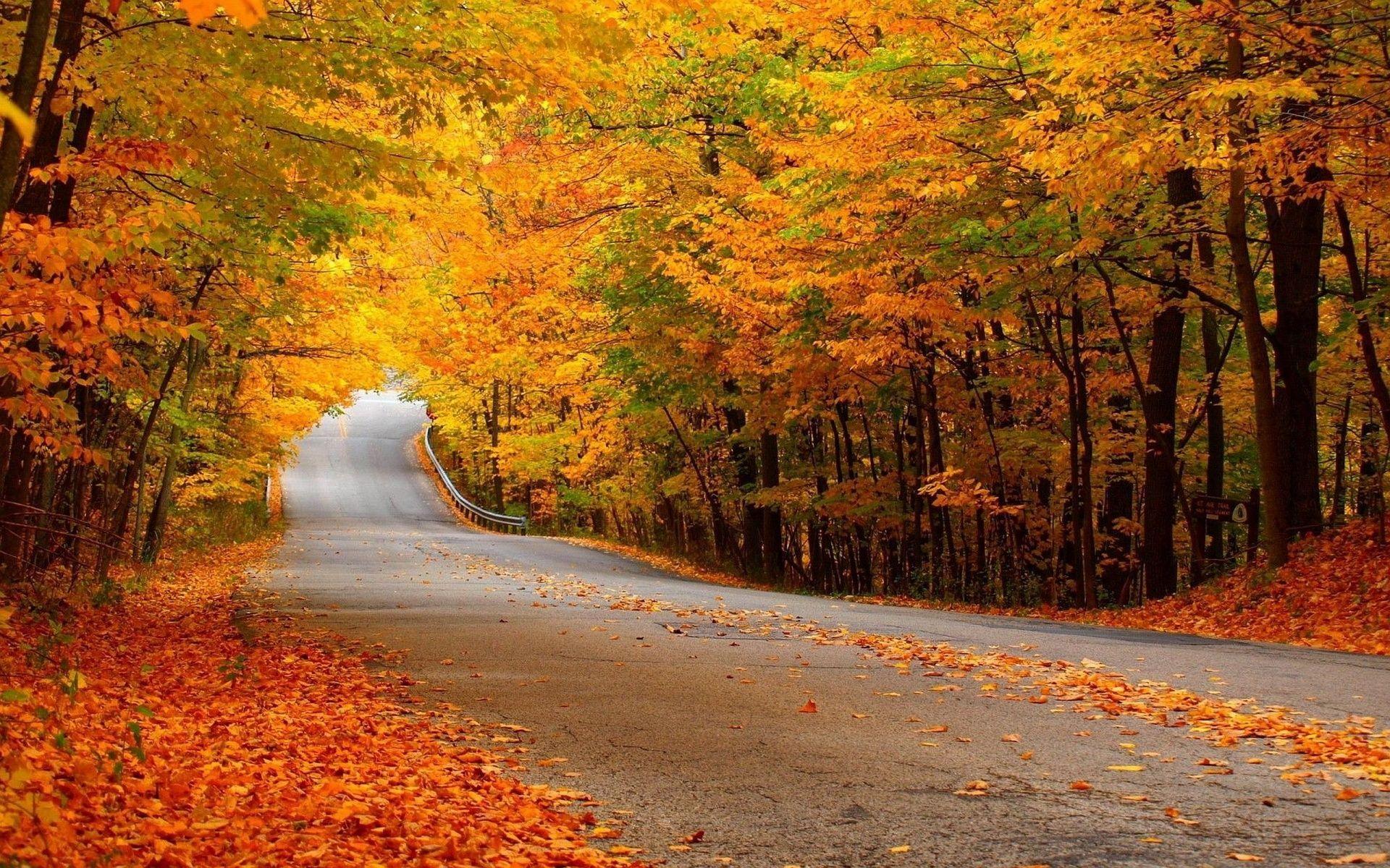 1920x1200 Autumn Forest Street 1920×1200. HD Wallpaper. Autumn