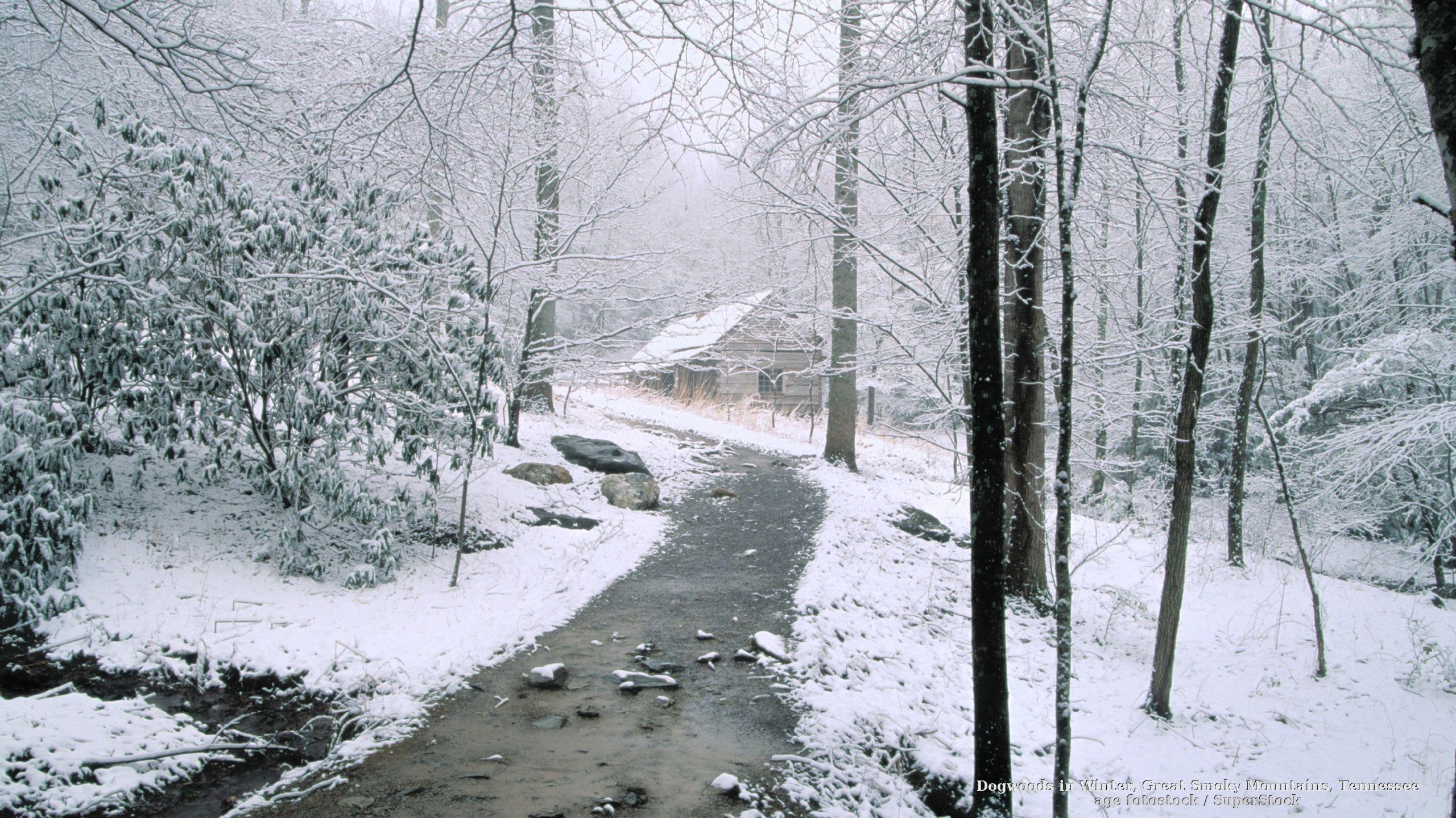 2560x1440 Dogwoods in Winter, Great Smoky Mountains, Tennessee. Wall paper