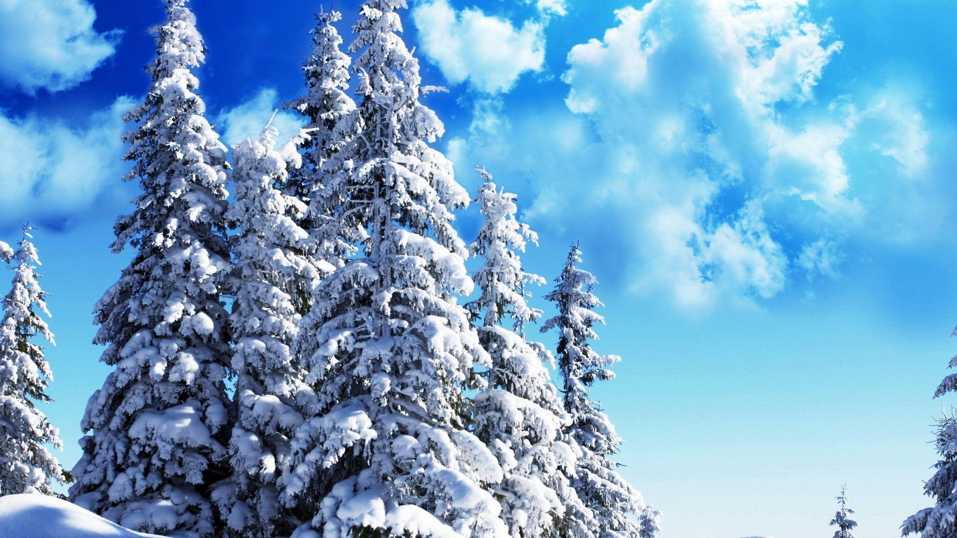 1920x1080 Snow On Fir Trees wallpaper. Lovely christmas glitteriness