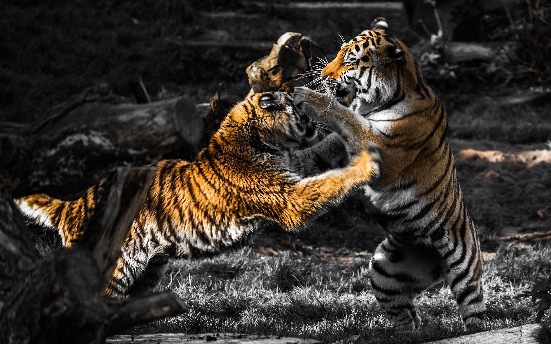 1920x1200 animals, Fighting, Selective Coloring, Tiger Wallpaper HD / Desktop and Mobile Background
