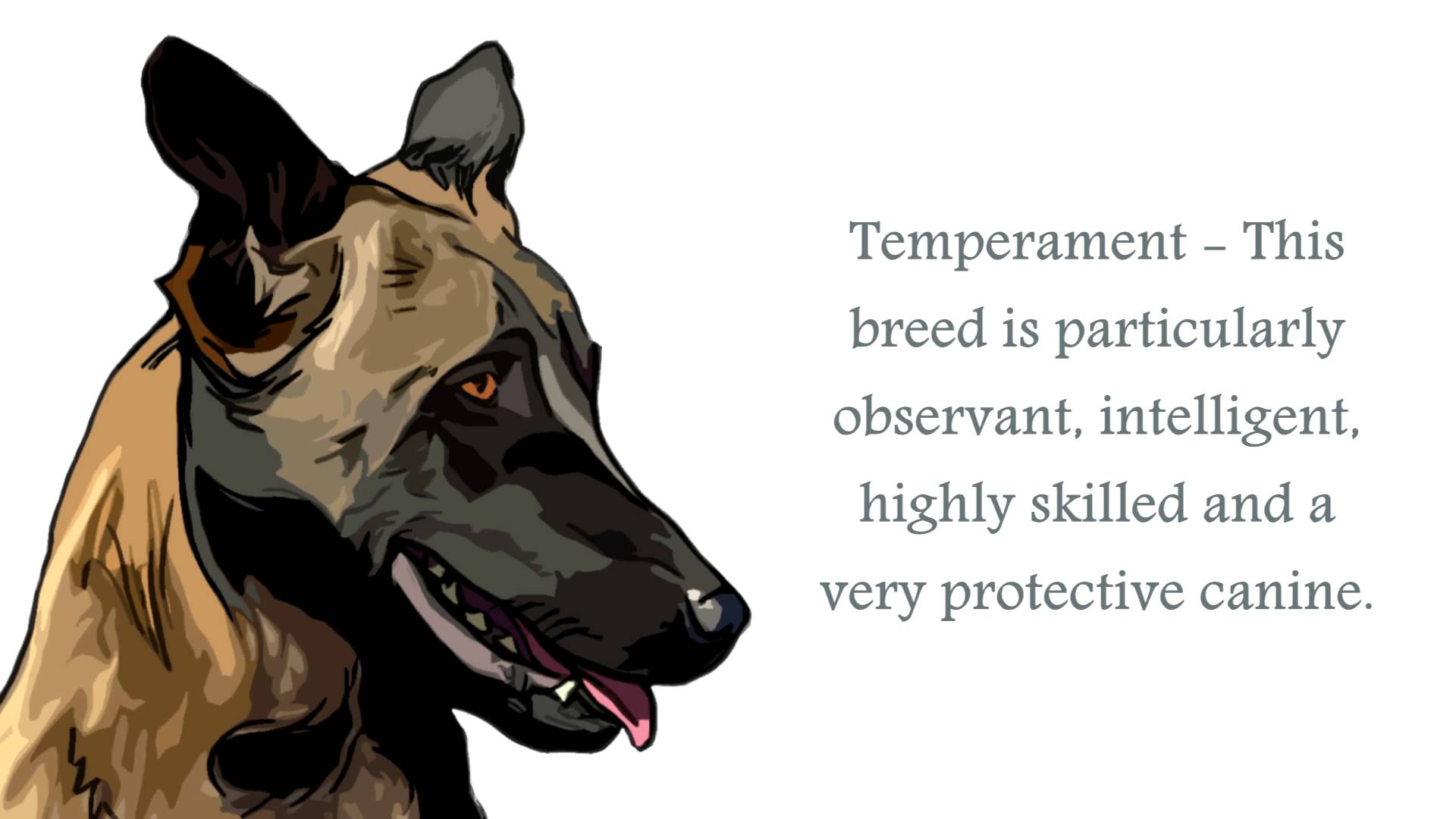 1920x1080 Belgian Malinois Wallpaper 25 X 1080