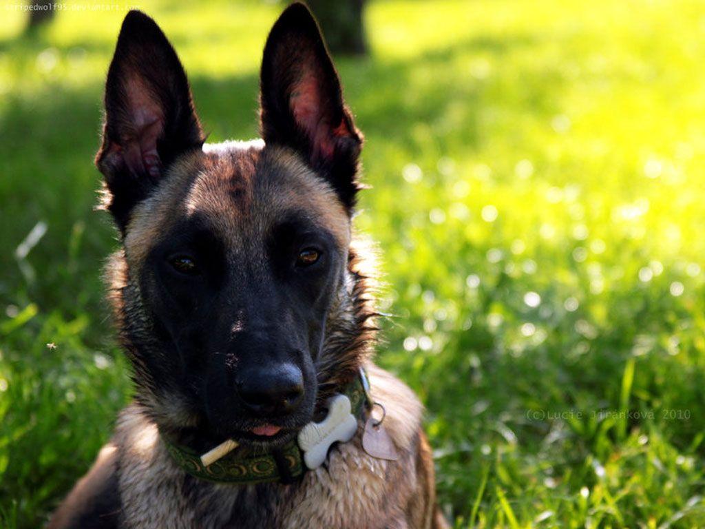 Belgian Malinois Wallpapers - Top Free Belgian Malinois Backgrounds ...