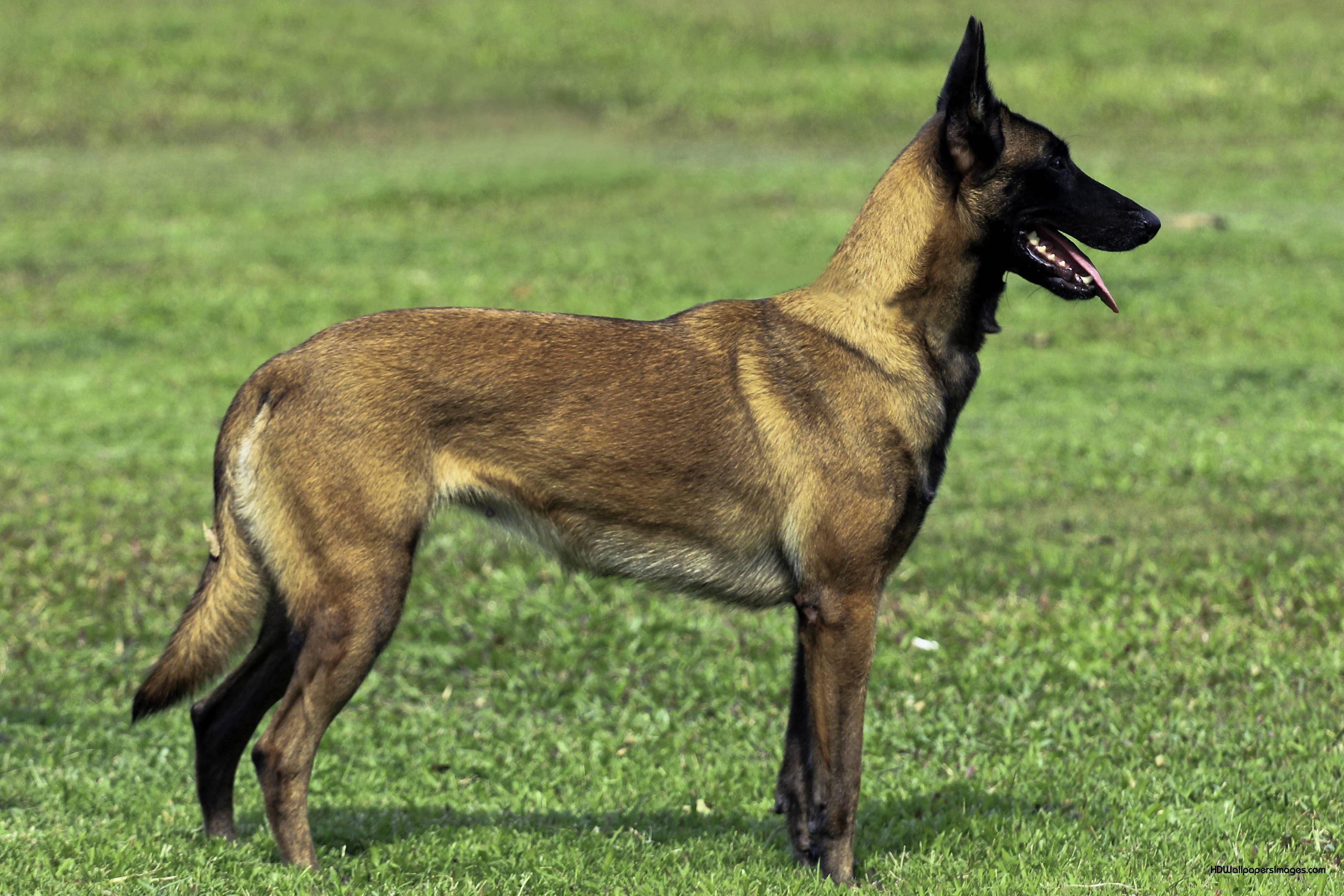 3910x2607 Belgian Malinois Dog. HD Wallpaper Image. Belgian malinois dog, Malinois dog, Best guard dogs