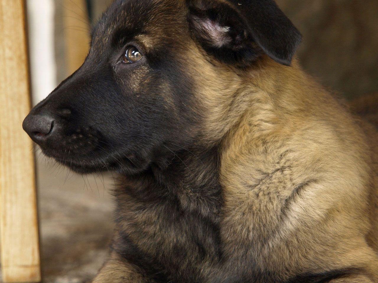 1280x960 Belgian Malinois Wallpaper 12 X 960