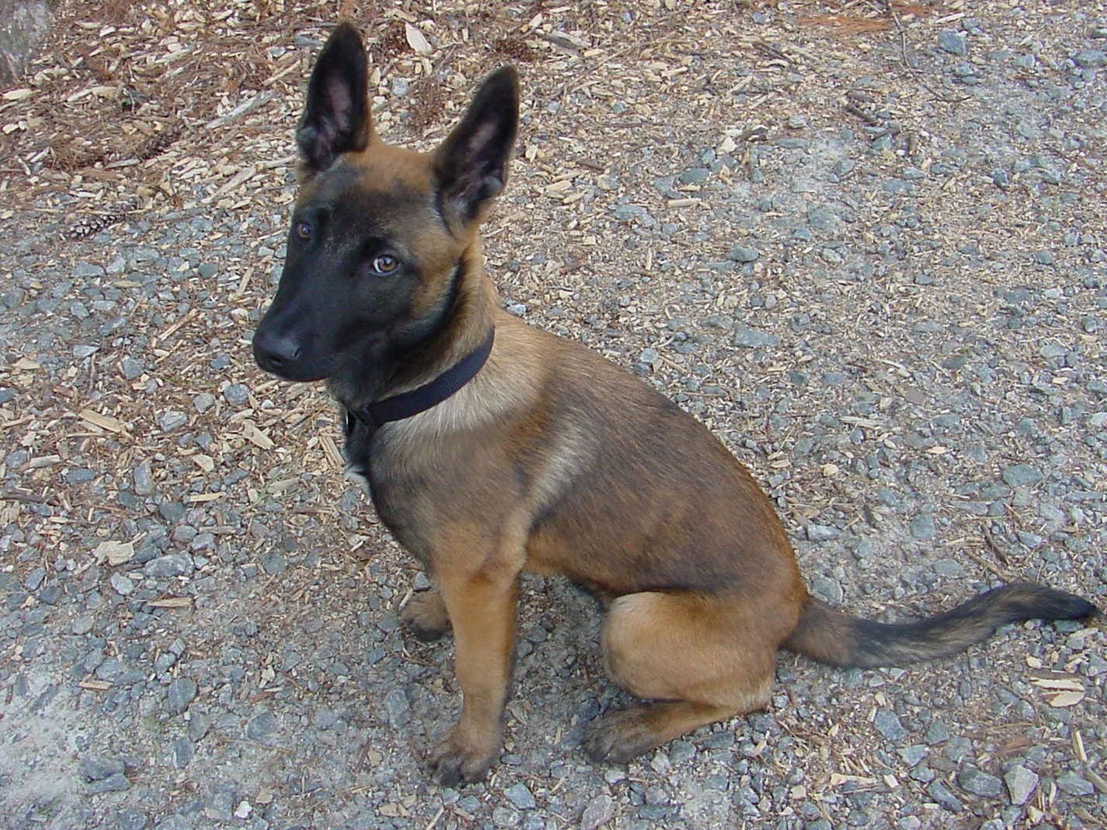 1600x1200 Belgian Malinois Wallpaper 16 X 1200