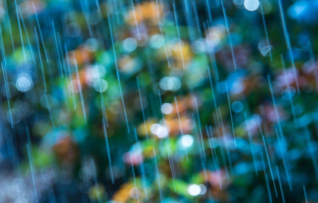 1332x850 Wallpaper macro, flowers, background, rain, blue, widescreen, Wallpaper, blur, wallpaper, widescreen, background, color, bokeh, bokeh, full screen, HD wallpaper image for desktop, section макро