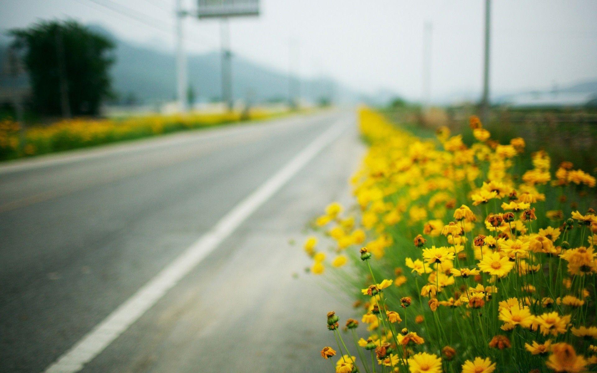1920x1200 Yellow Flowers Along The Road