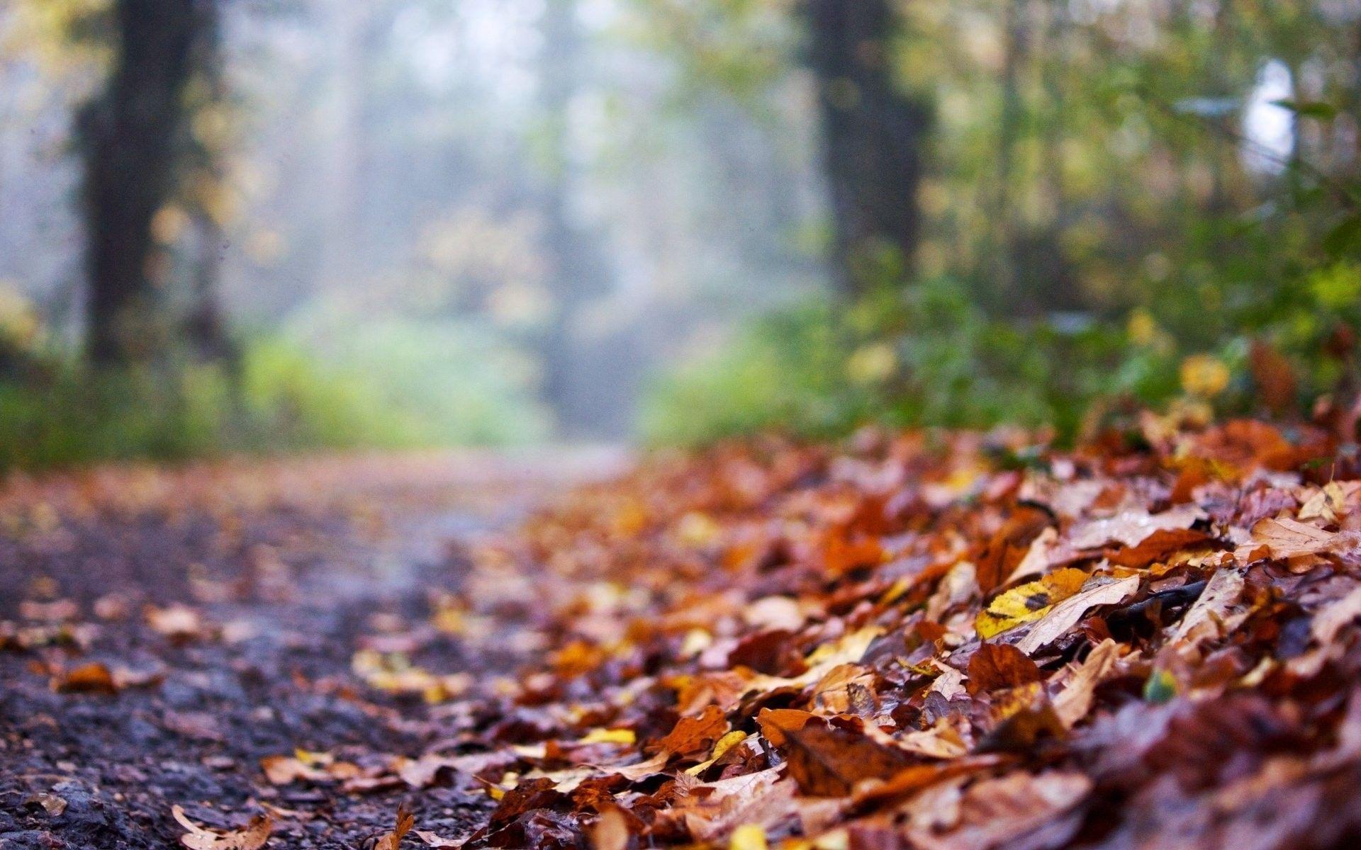 1920x1200 Blur Nature Background HD Full Screen