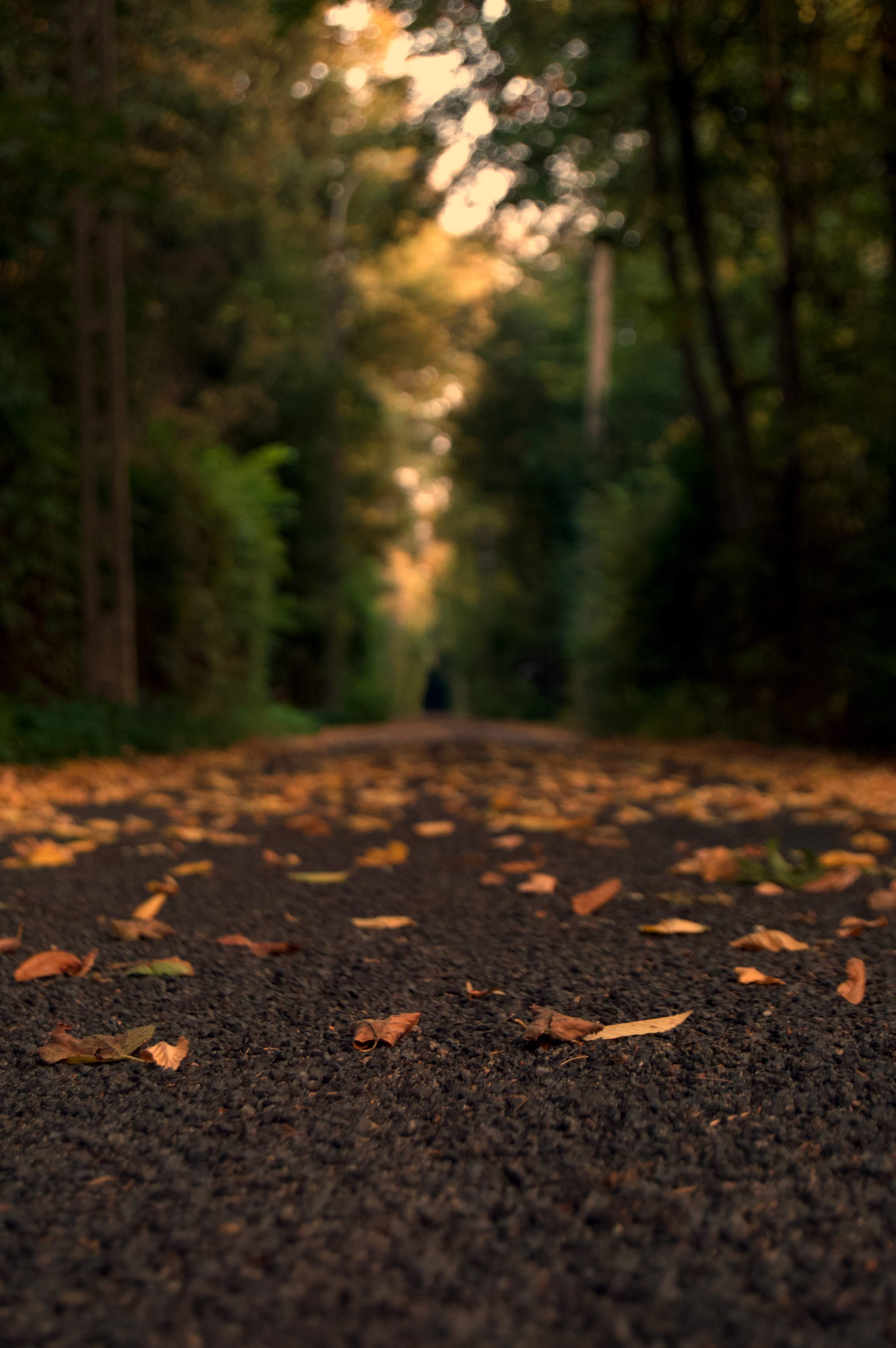 3261x4905 Photography Blur Road Nature Background HD