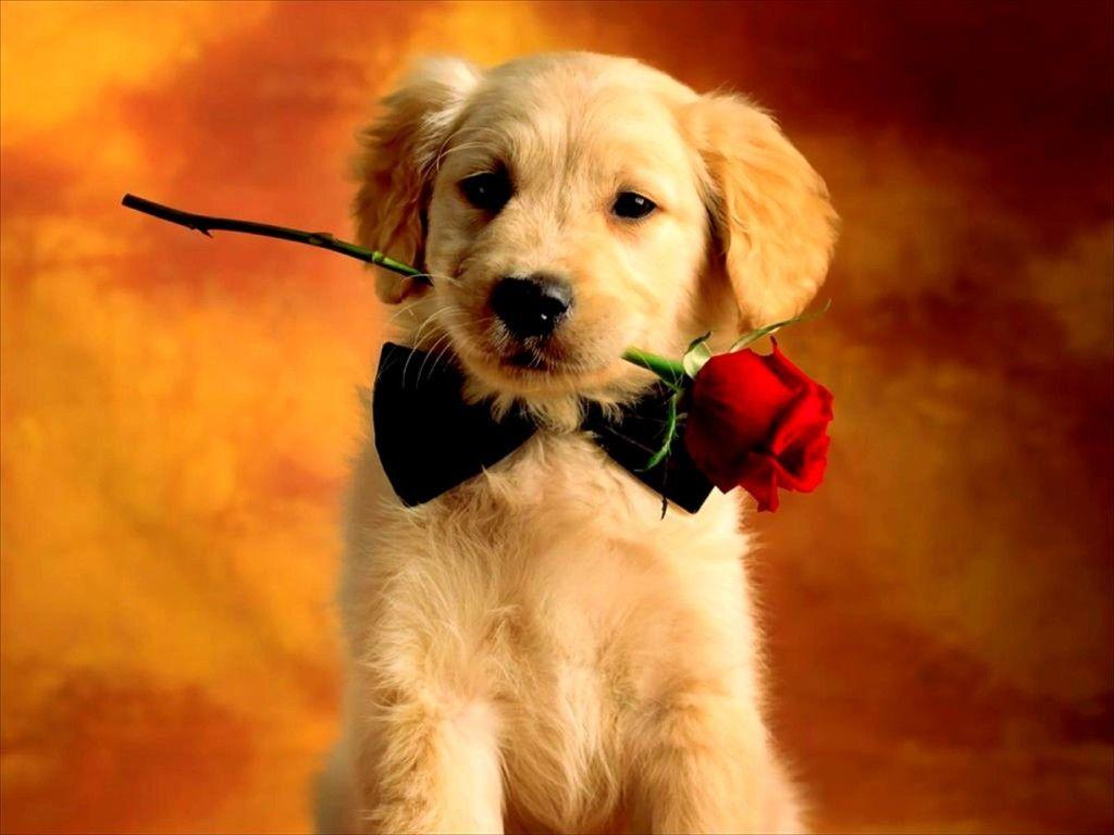 Valentine S Day Puppy Wallpapers Top Free Valentine S Day Puppy