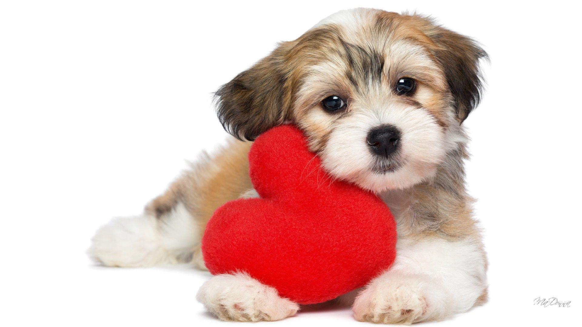 1920x1080 Con chó: Gối Ngày lễ tình nhân Trái tim ngọt ngào Con chó cưng Con chó con Pup tình yêu Canine