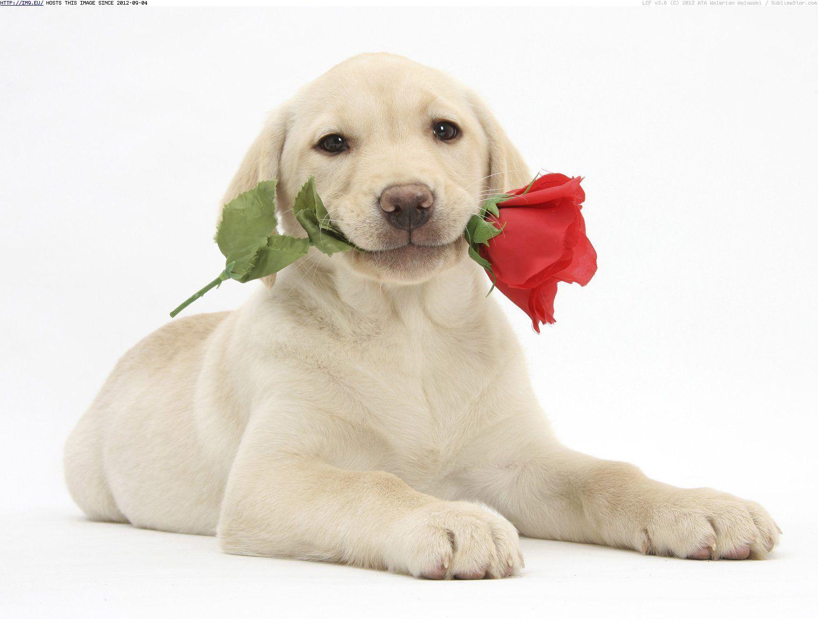1600x1212 Dog Valentine