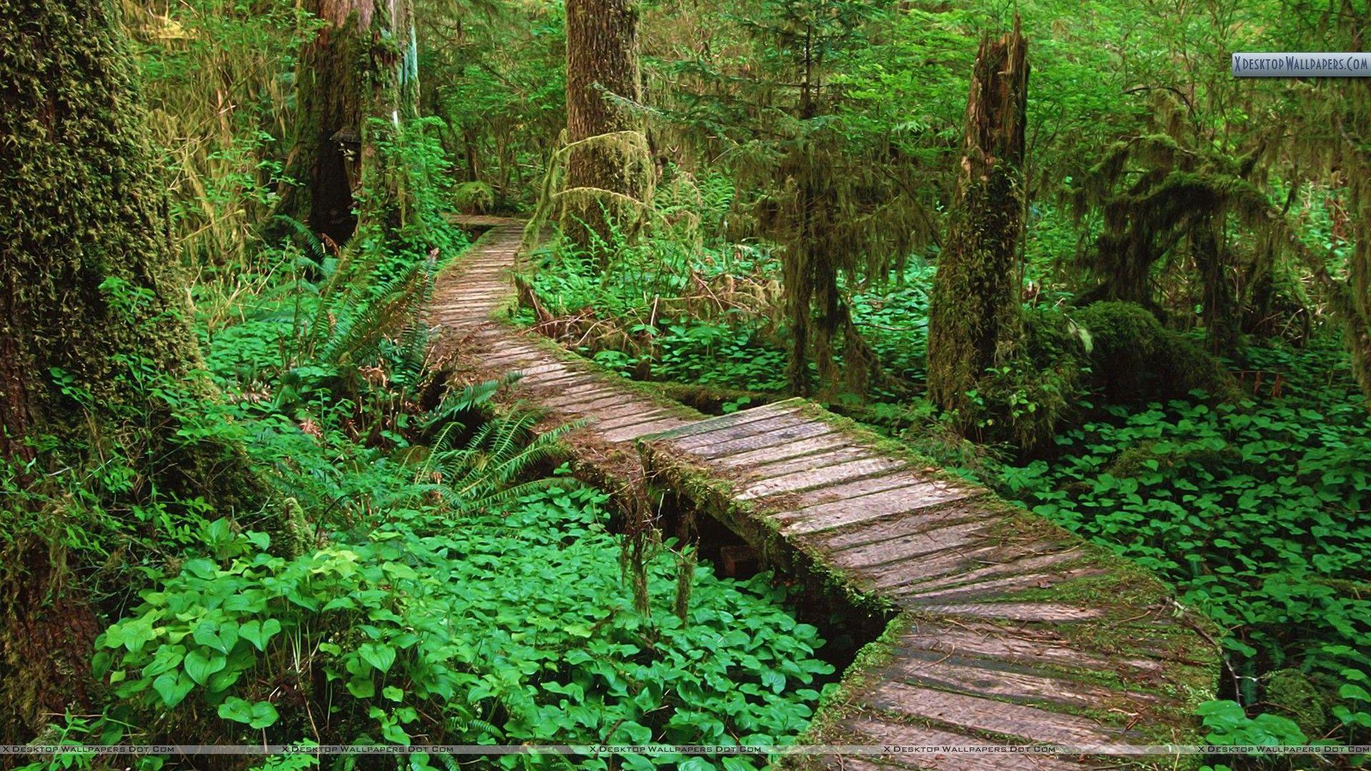 1920x1080 Carmanah Valley Vancouver Island British Columbia Canada Wallpaper