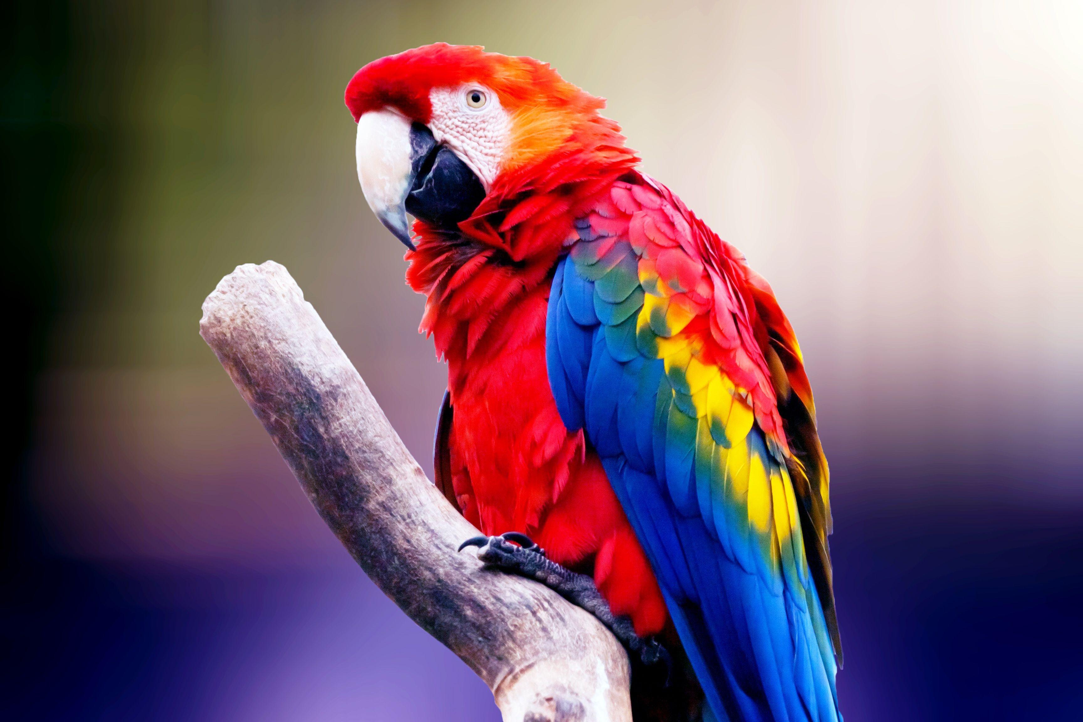 Colorful Parrot Wallpapers Top Free Colorful Parrot Backgrounds