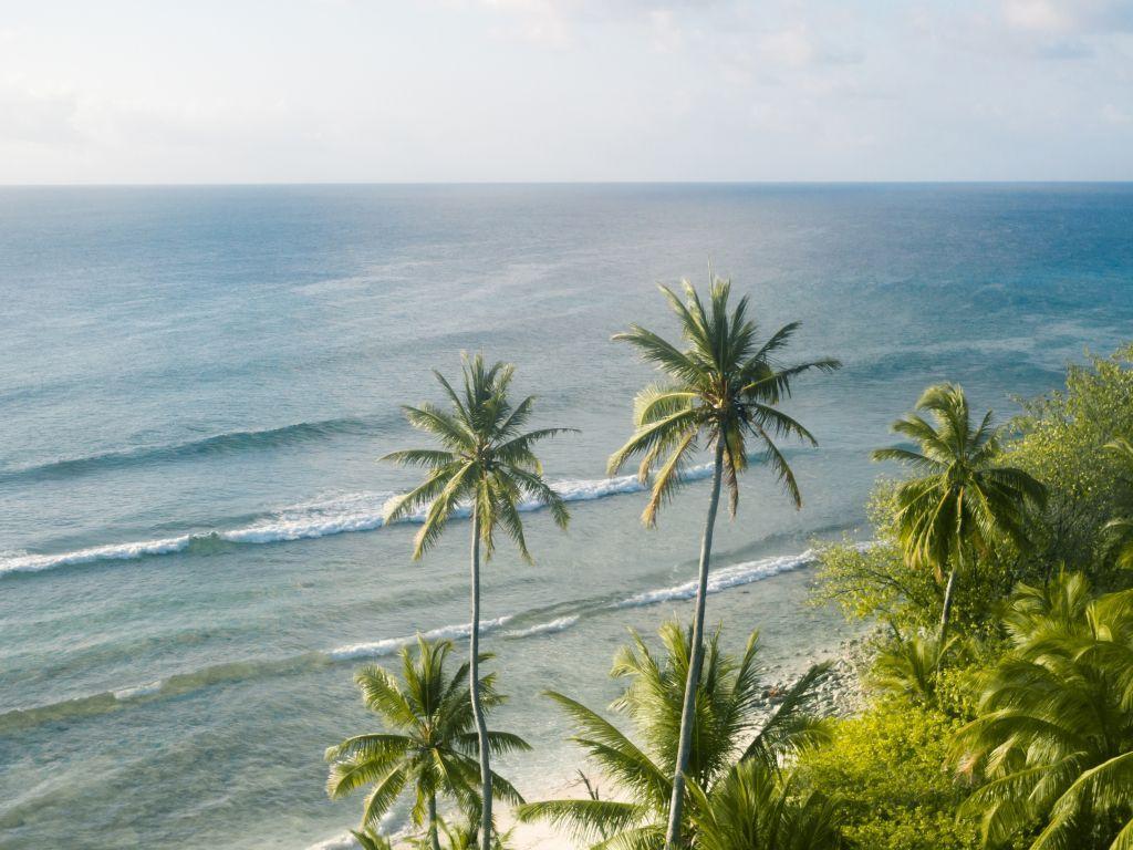 Jungle Sky Wallpapers Top Free Jungle Sky Backgrounds WallpaperAccess