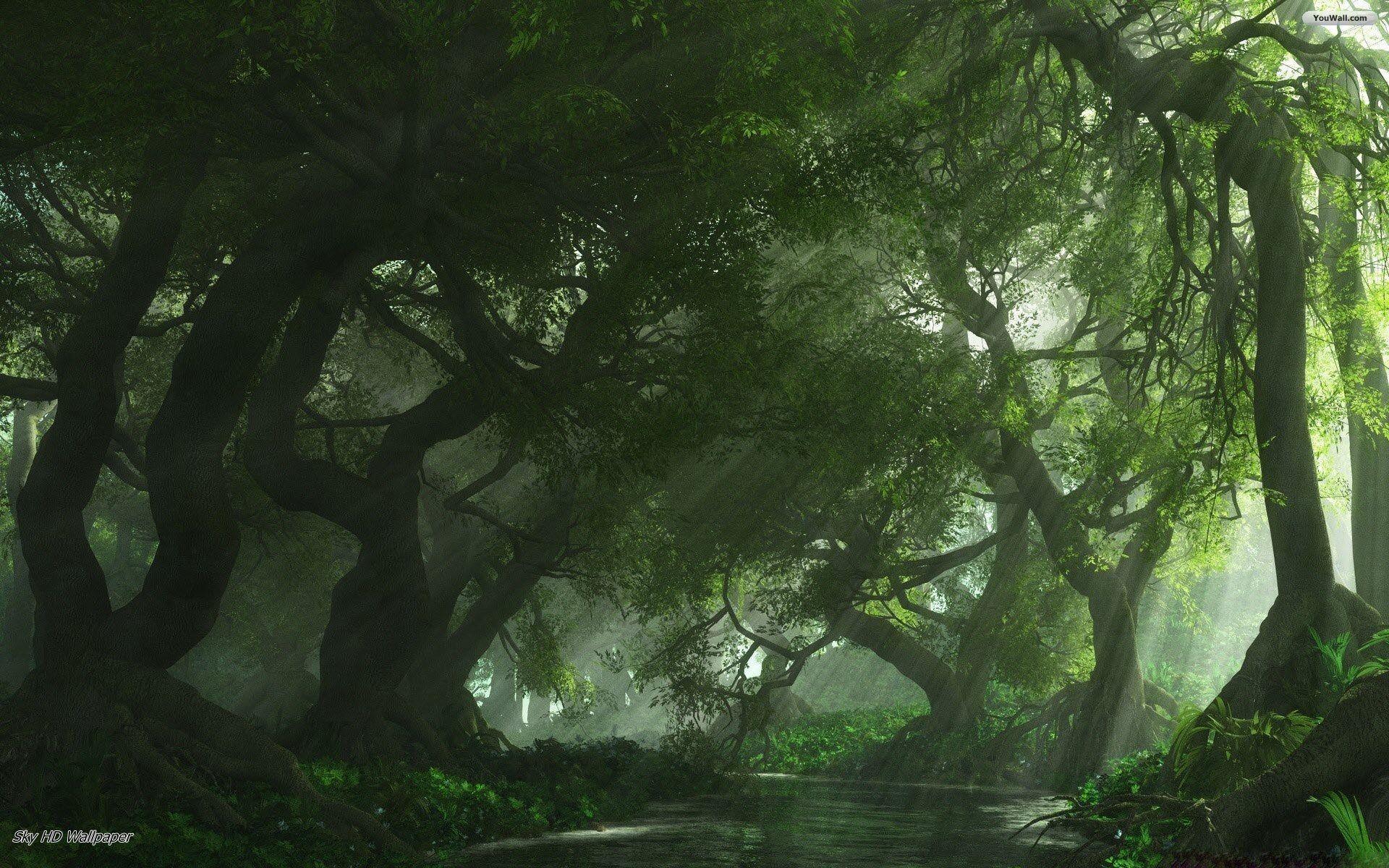 Jungle Sky Wallpapers Top Free Jungle Sky Backgrounds WallpaperAccess