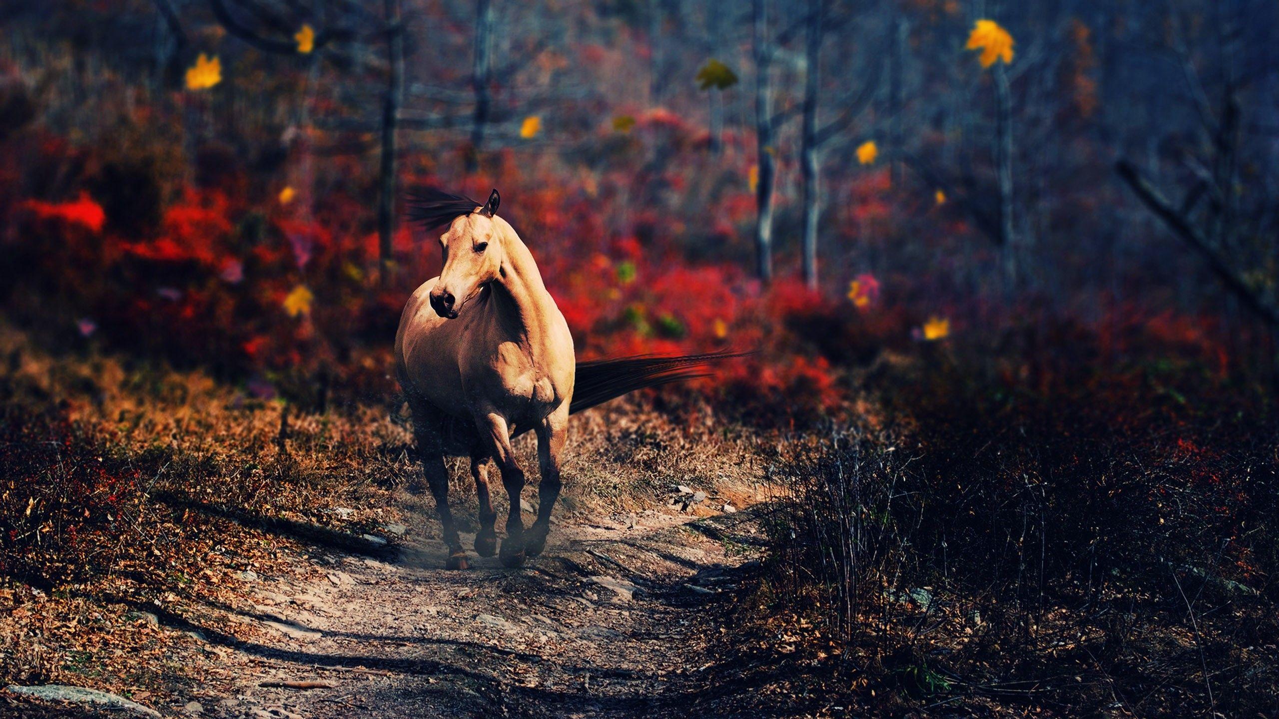 Fall Horse Wallpapers - Top Free Fall Horse Backgrounds - WallpaperAccess
