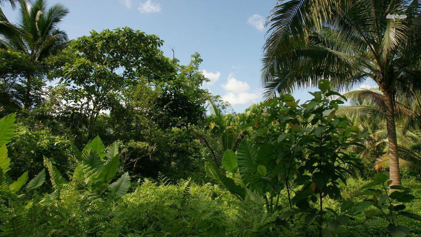 1366x768 HD Jungle Wallpaper, Beautiful Nature HD Jungle Wallpaper