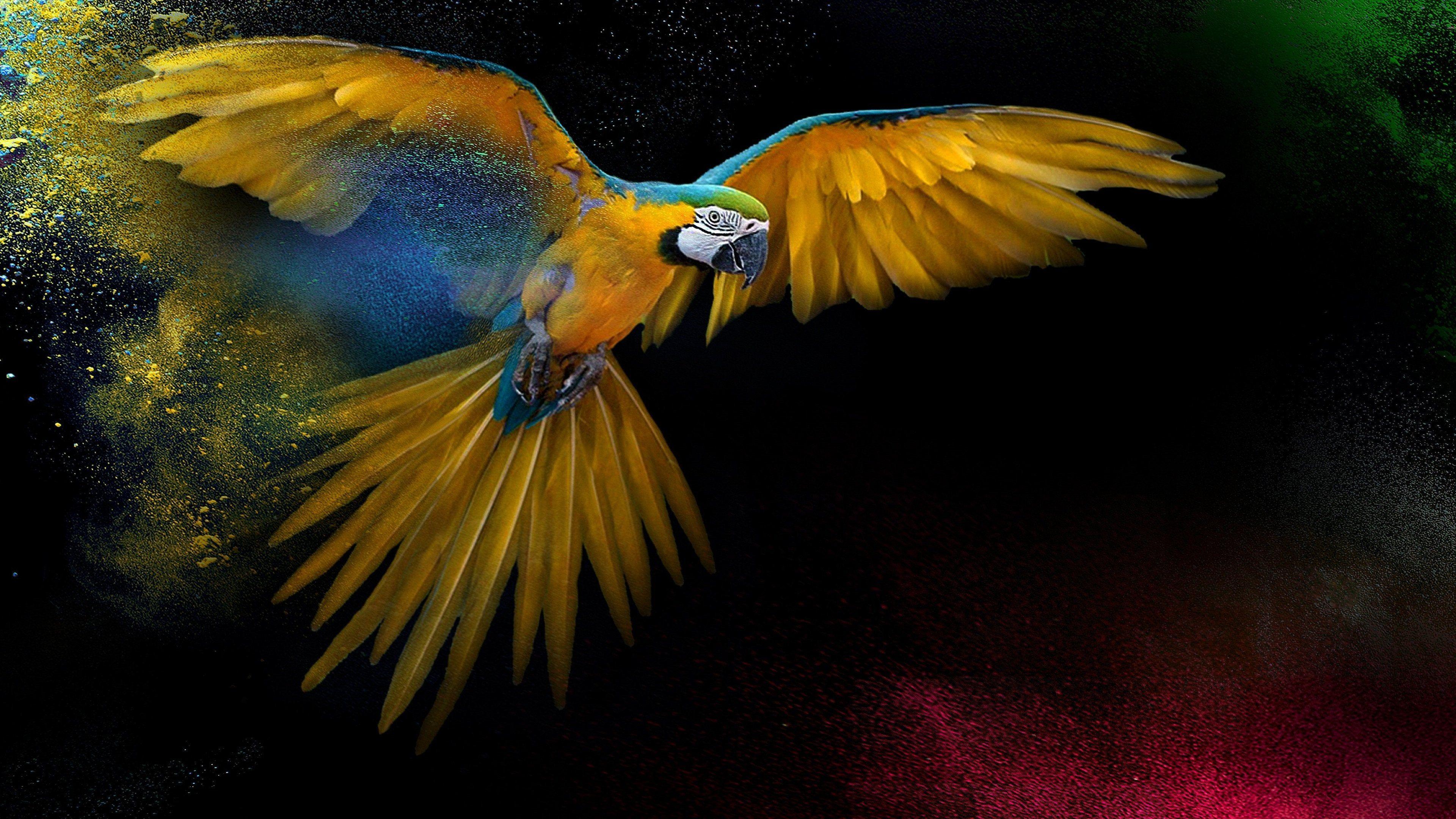 4K Parrot Wallpapers - Top Free Backgrounds