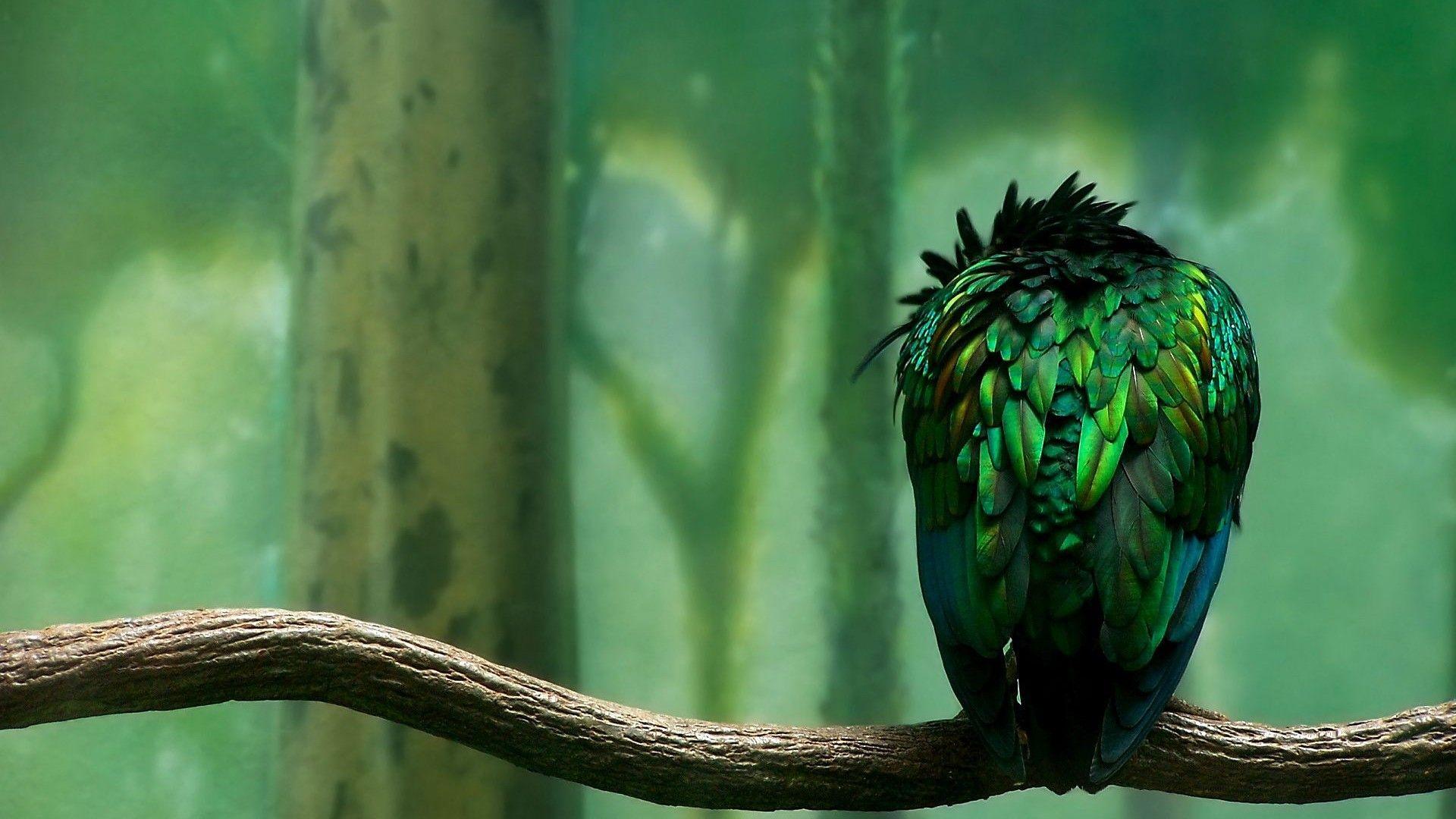 1920x1080 Parrot Beautiful Art 1440x900 Resolution HD 4k Wallpaper, Image, Background, Photo and Picture