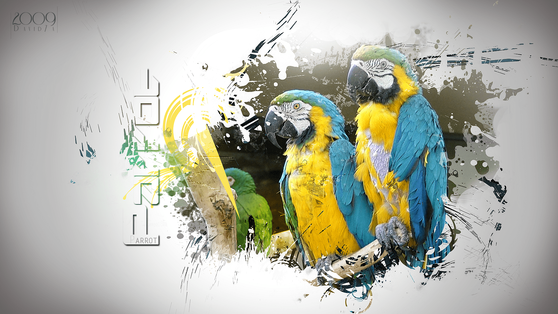 1920x1080 Wallpaper, parrot, beautiful, art, david